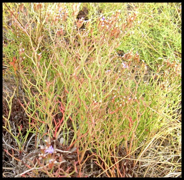 Limonium tigulianum?